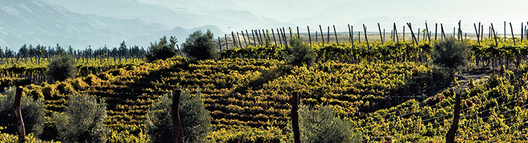 Bodega Michel Rolland