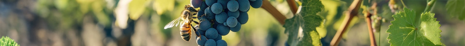 NL Bio Weine, KW 27,2025