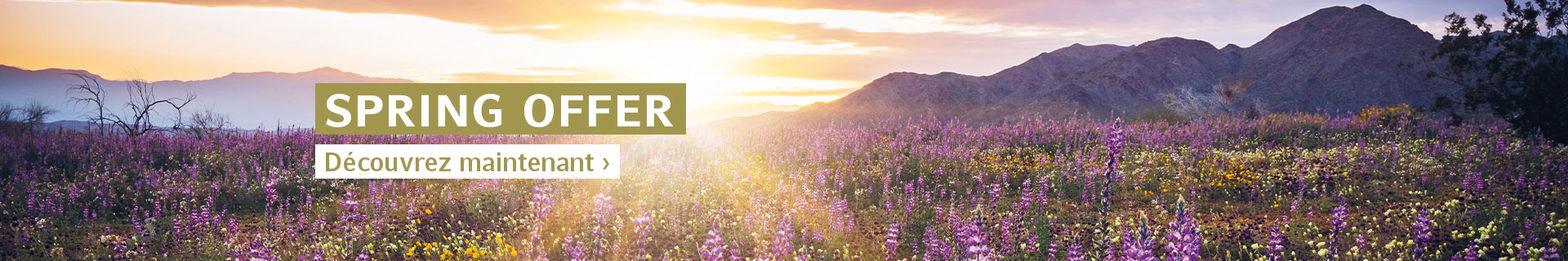 Spring Offer