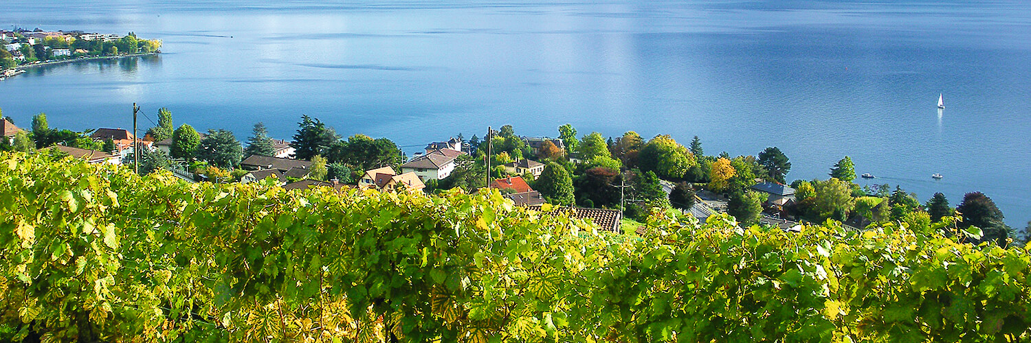 Suisse Suisse