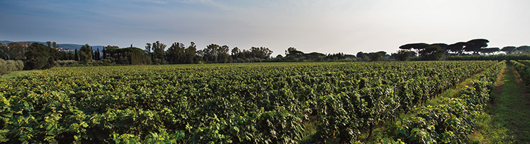 Campo Al Mare