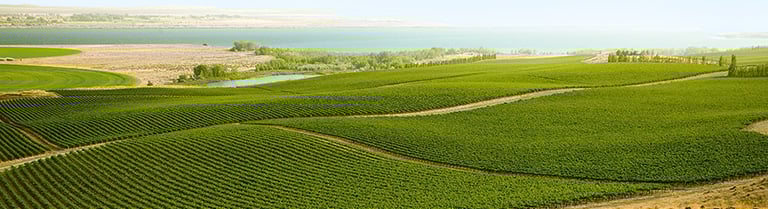 Intrinsic Wine Company