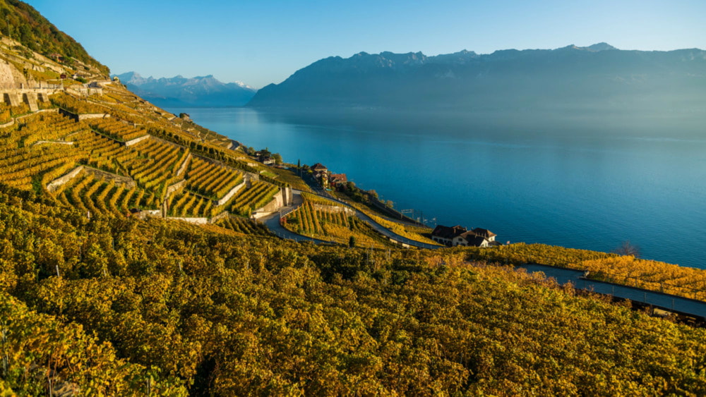 Lavaux