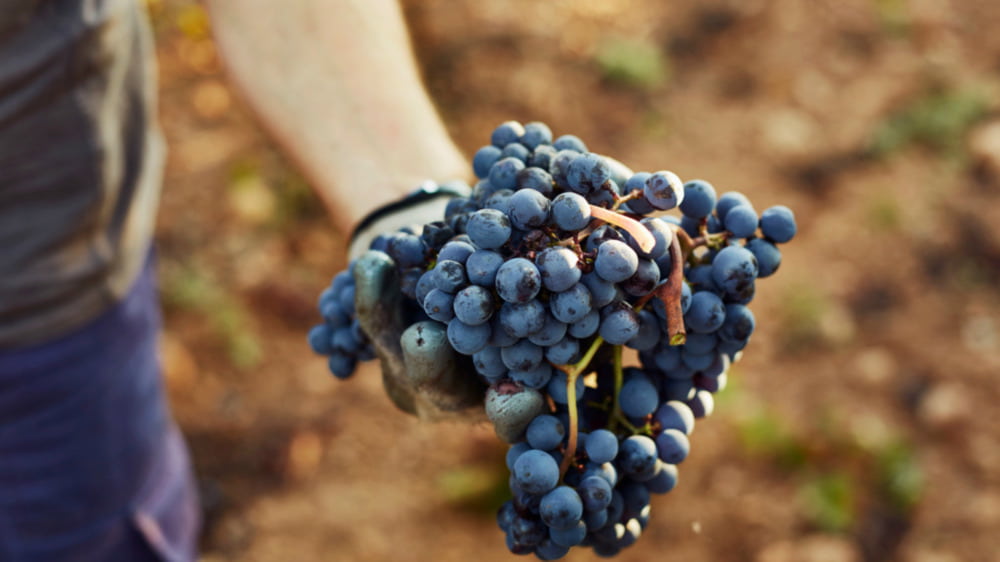 Cabernet Sauvignon Trauben