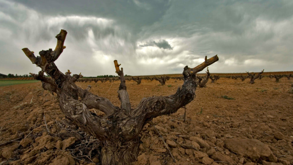Lehm, Kalk und Stein – wo grosse Weine tief wurzeln