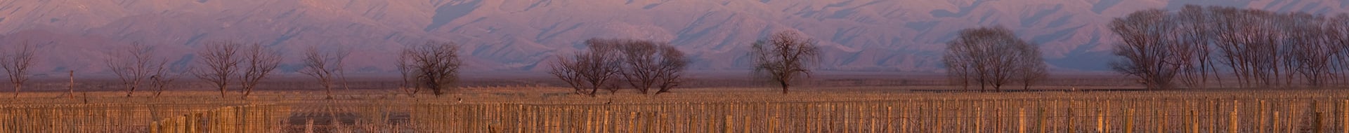 Bodega Catena