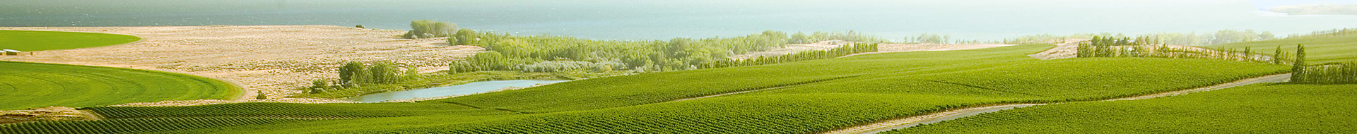 Tenet Wines Tenet Wines