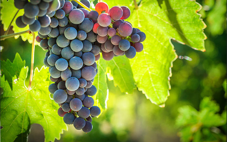 Weinkurs Basis – Teil 2