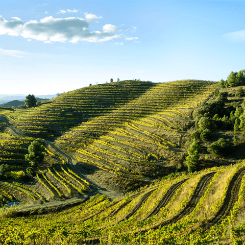 Wine&Dine mit Bodegas Mas Alta