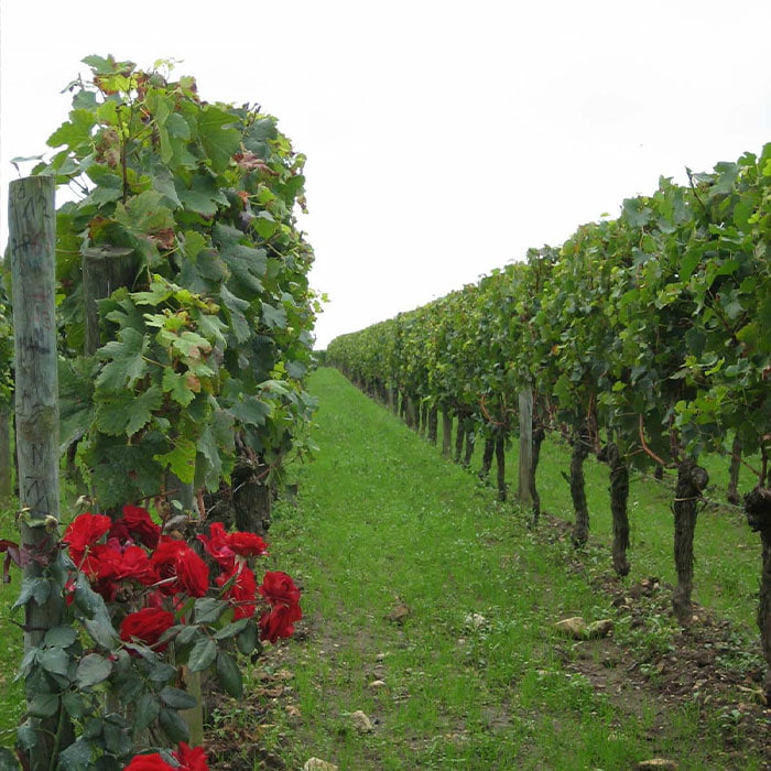 Die besten Weine der Welt | Château PÉTRUS Edition