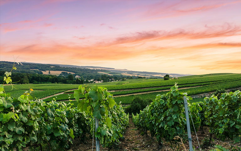 Champagne Masterclass
