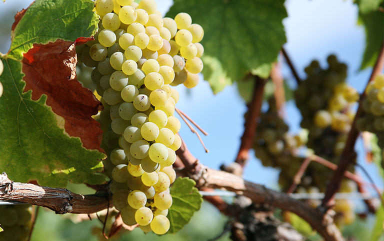 Die Vielfalt und Schönheit der Chardonnay-Traube aus aller Welt