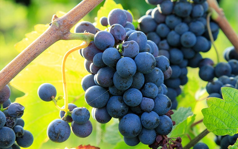 Le pinot noir hors Bourgogne 