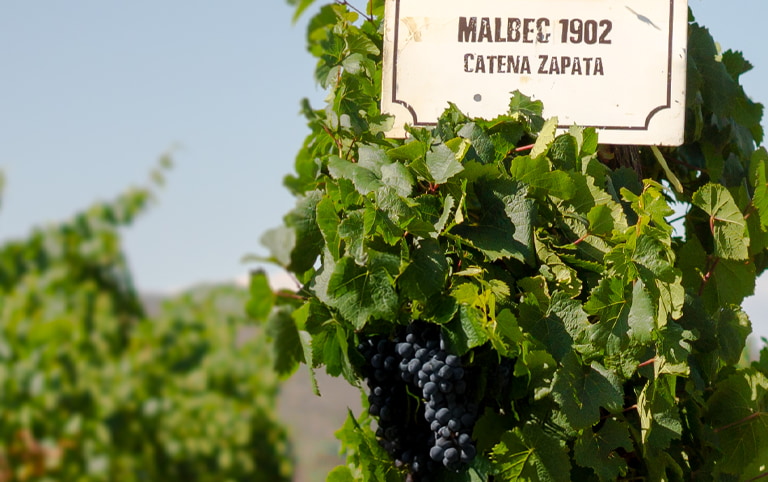 Wine&Dine mit Catena Zapata