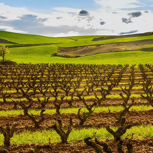 Masterclass durch die Ribera del Duero