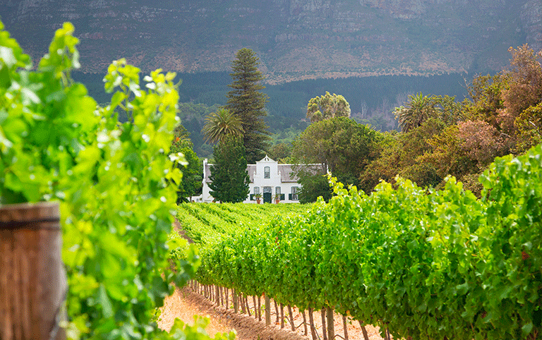 Grill & Chill – Flavours of the Cape