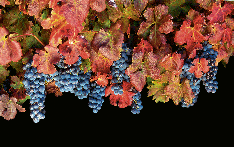 After-Work-Apéro: Weinlese