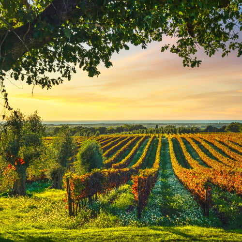 Wine&Dine mit Poggio al Tesoro