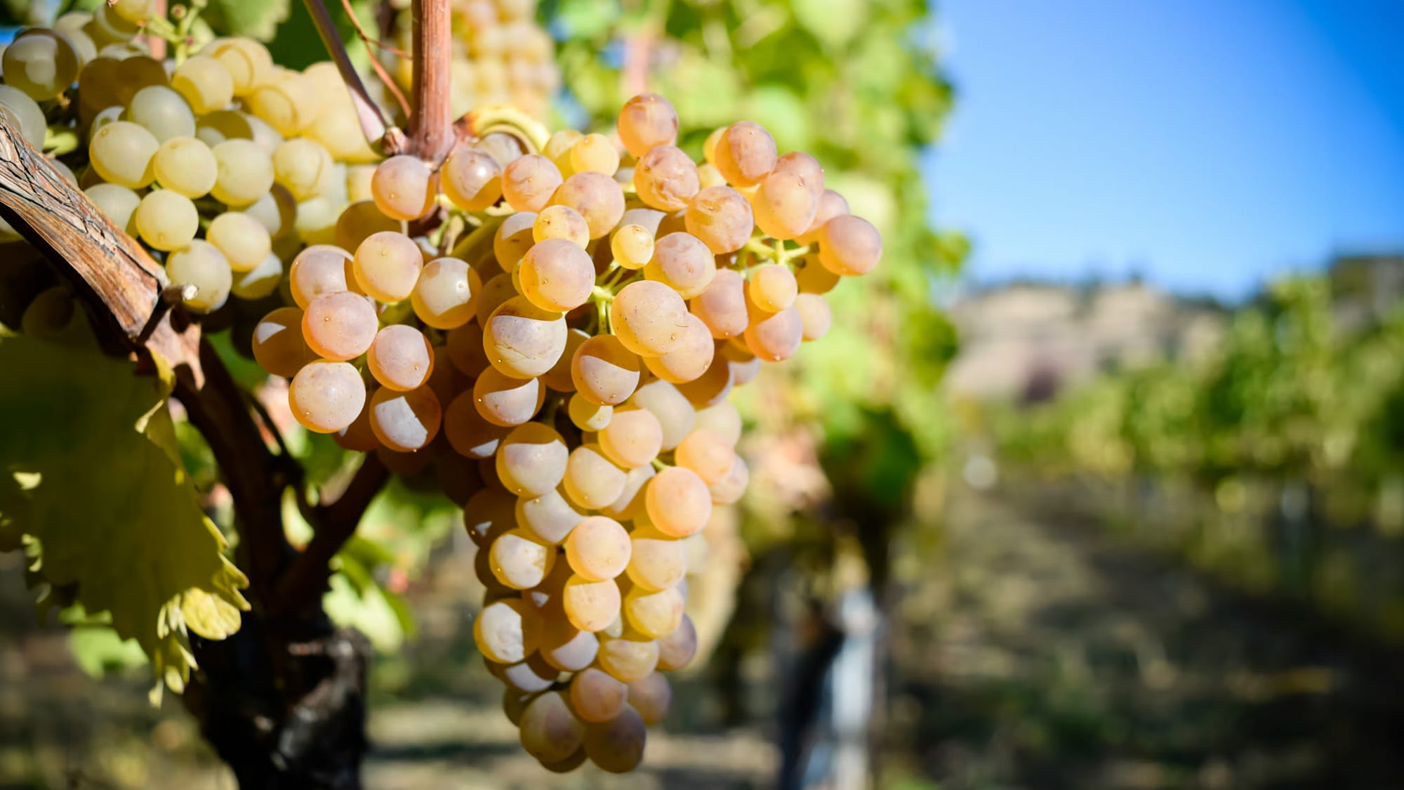 Reife Viognier Trauben