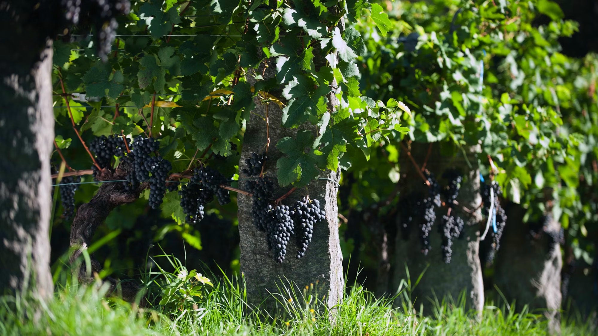 Schweiz, Tessin, Wein