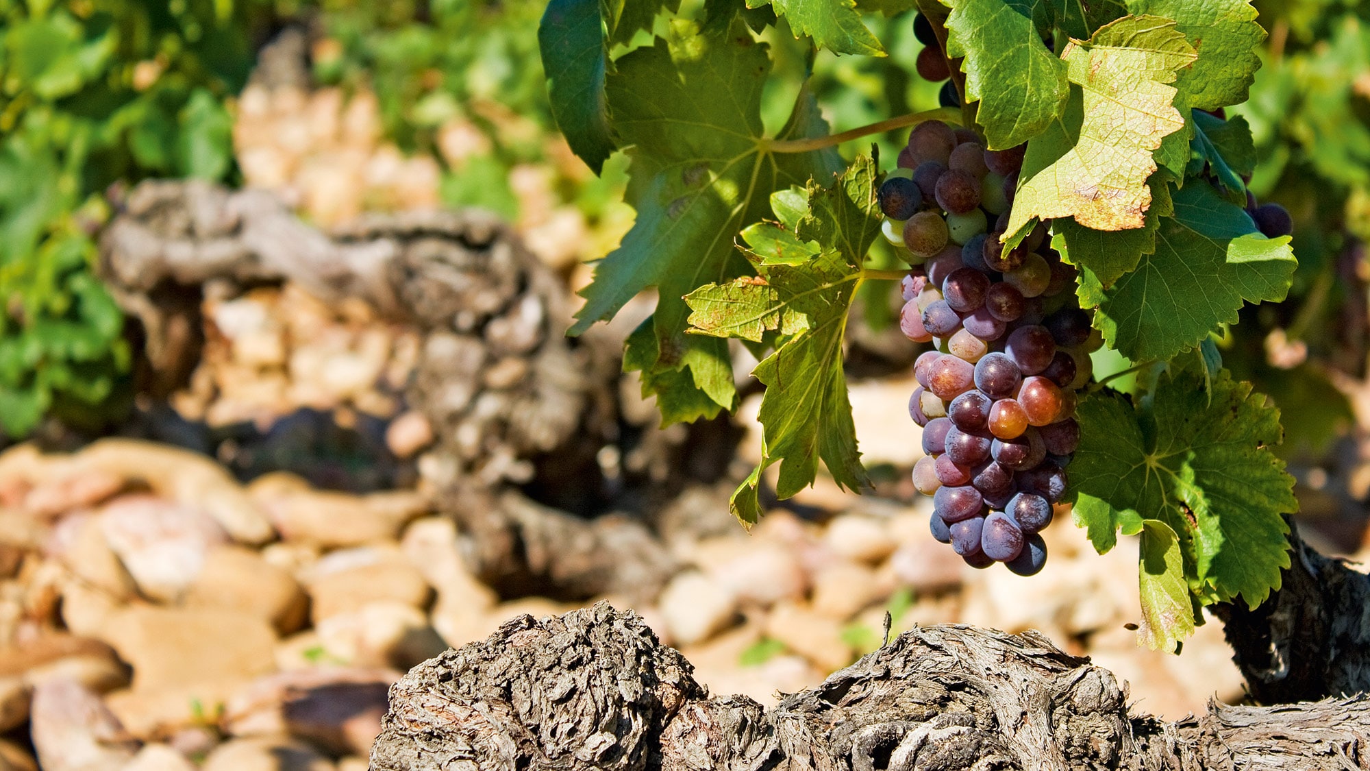 Vignes méditerranéennes anciennes