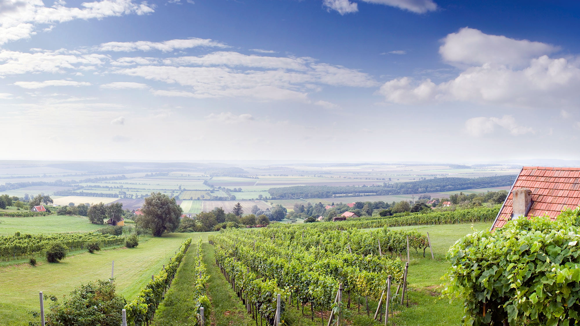 Les vignobles du Burgenland