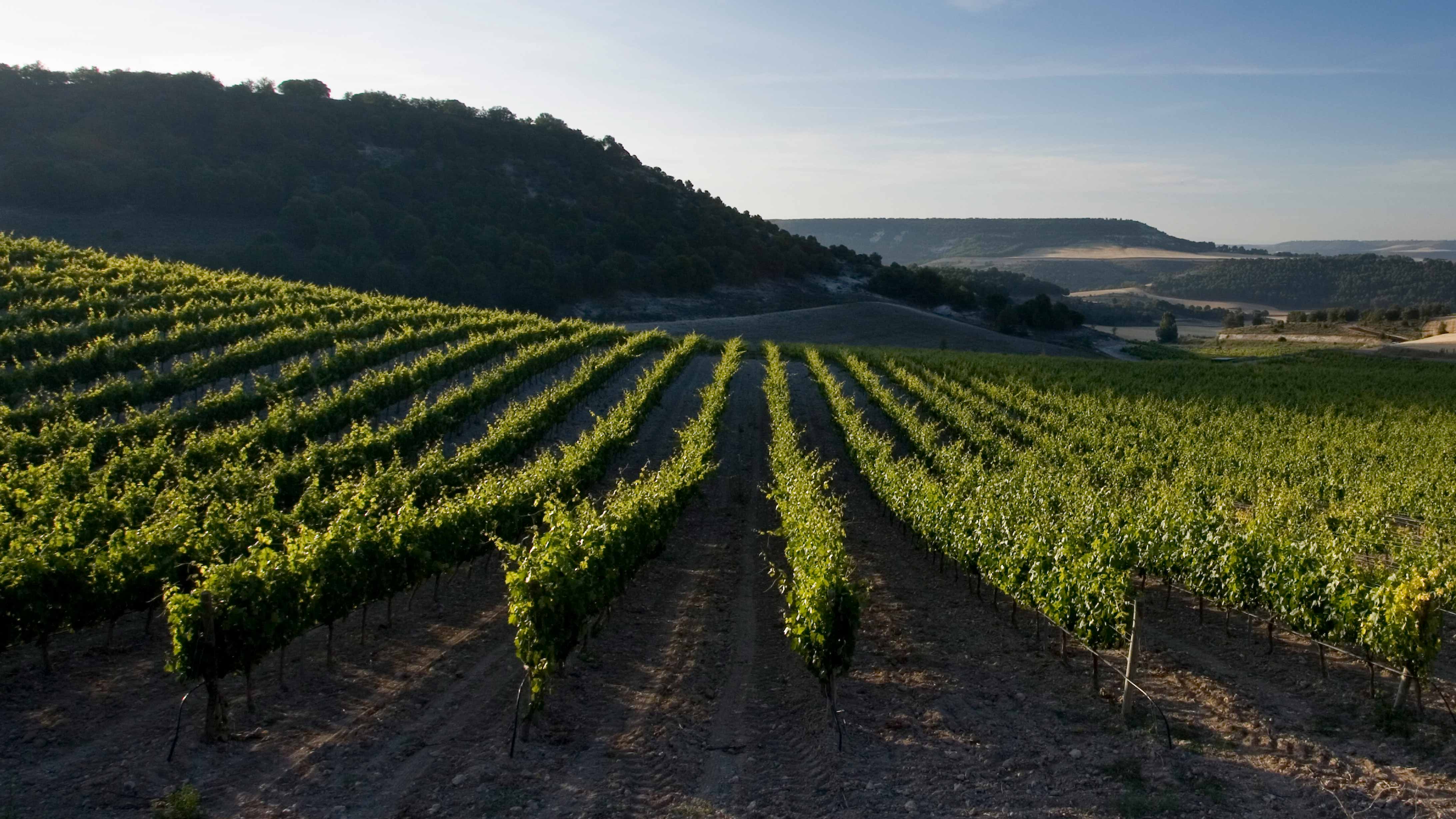 Ribera del Duero Tempranillo Terroir