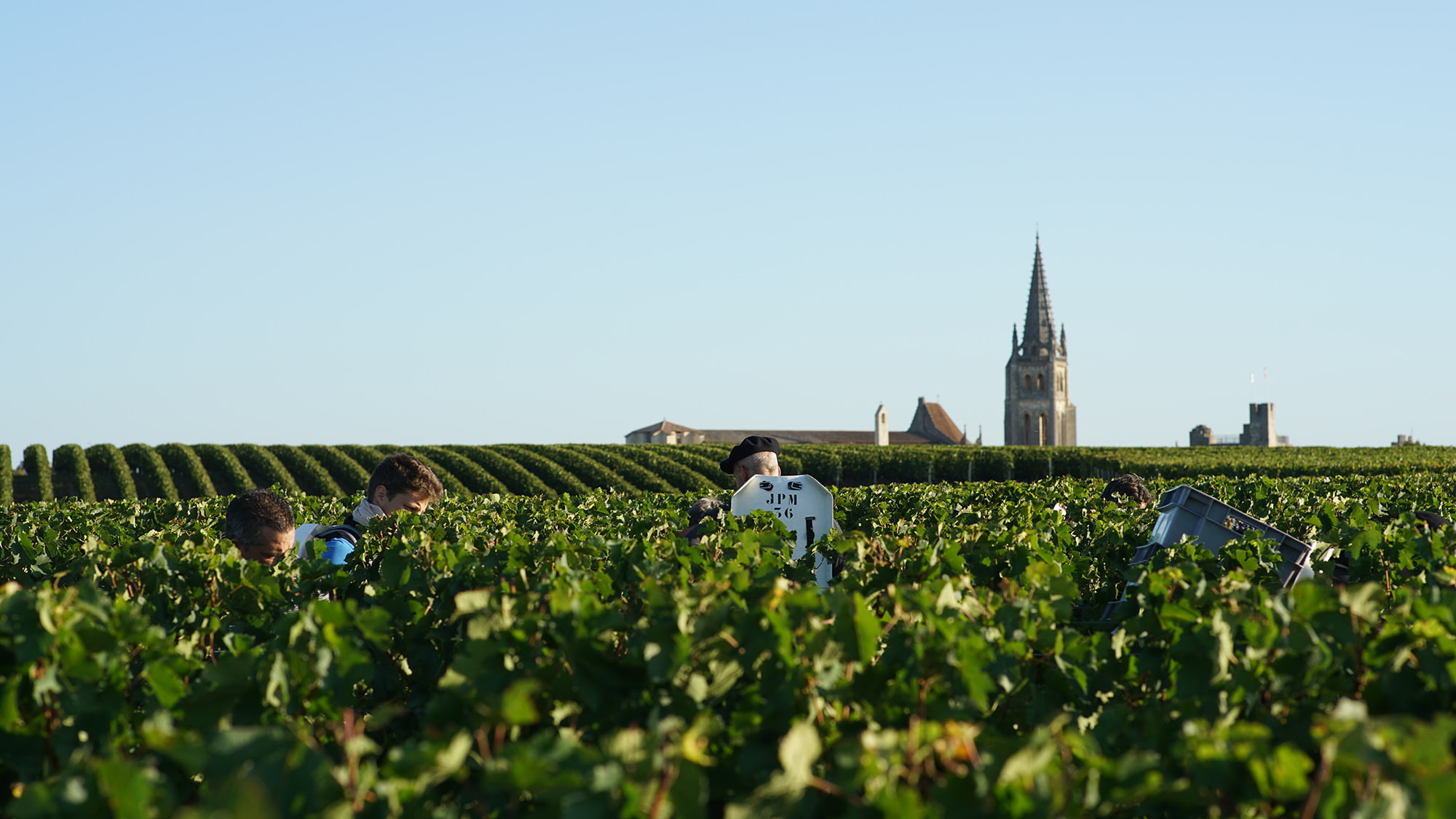 La récolte des raisins de qualité