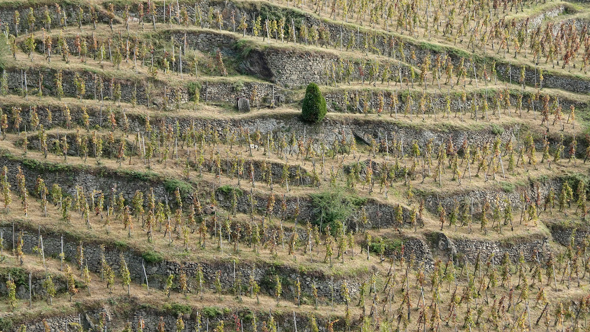 Steillagen in höchsten Höhen