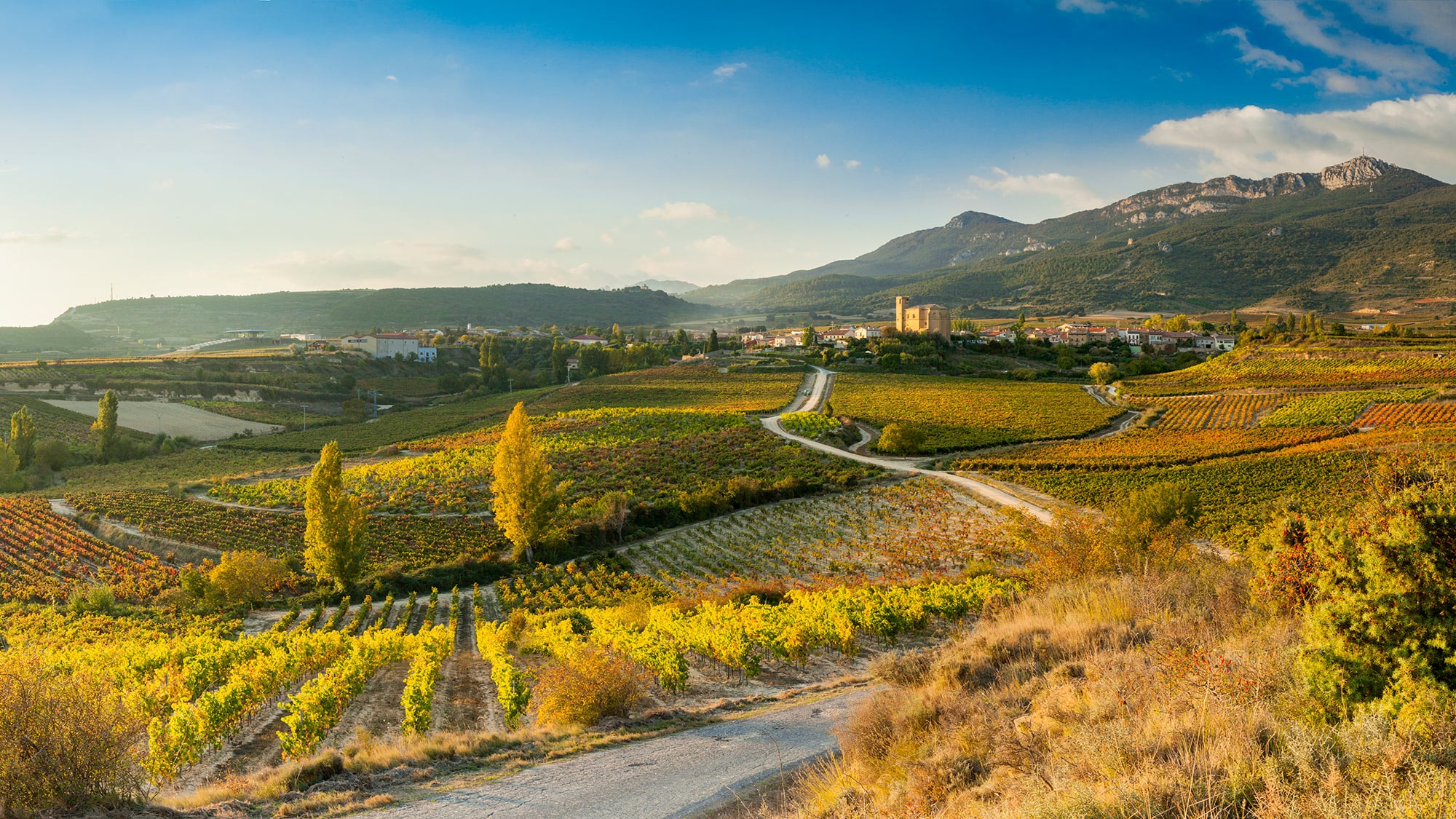 Le vin se fait dans le vignoble