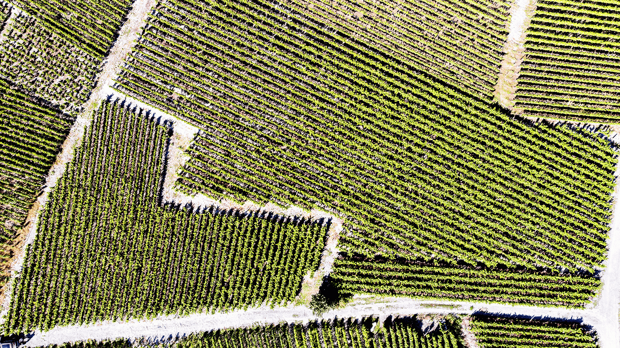Parcelle unique pour le Johannisberg Grand Cru