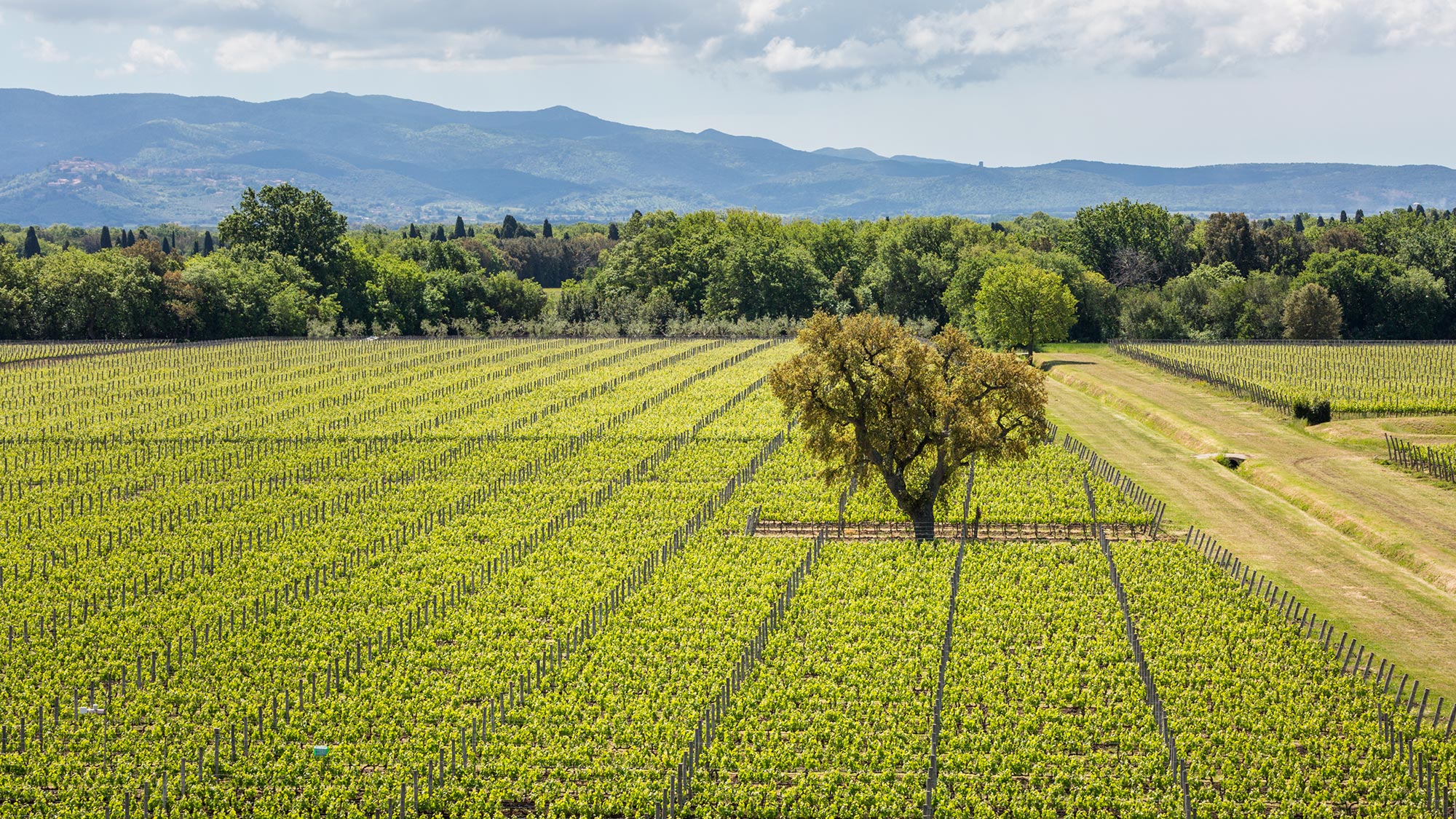 La viticulture bénéficie de conditions idéales