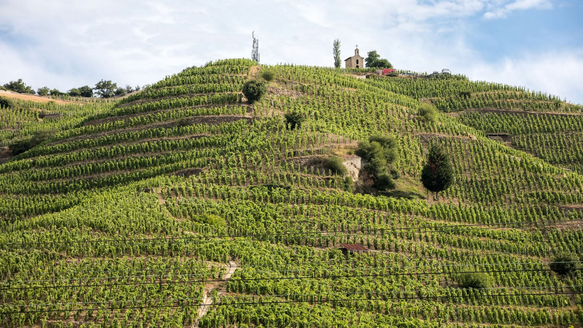 Steillagen mit Viognier-Trauben