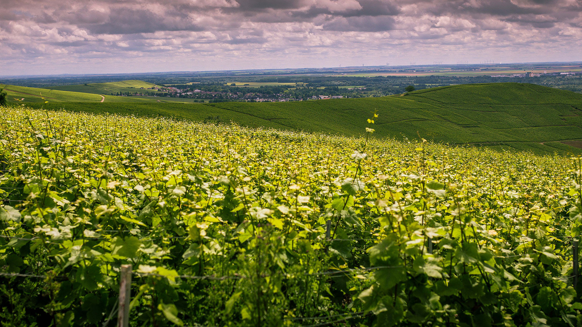 La Champagne dans toute sa splendeur