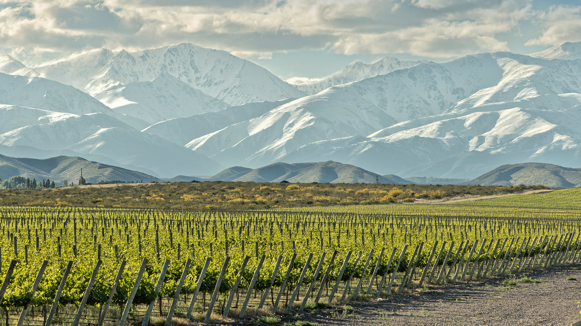 Au pied des Andes, de grands vins s\'épanouissent