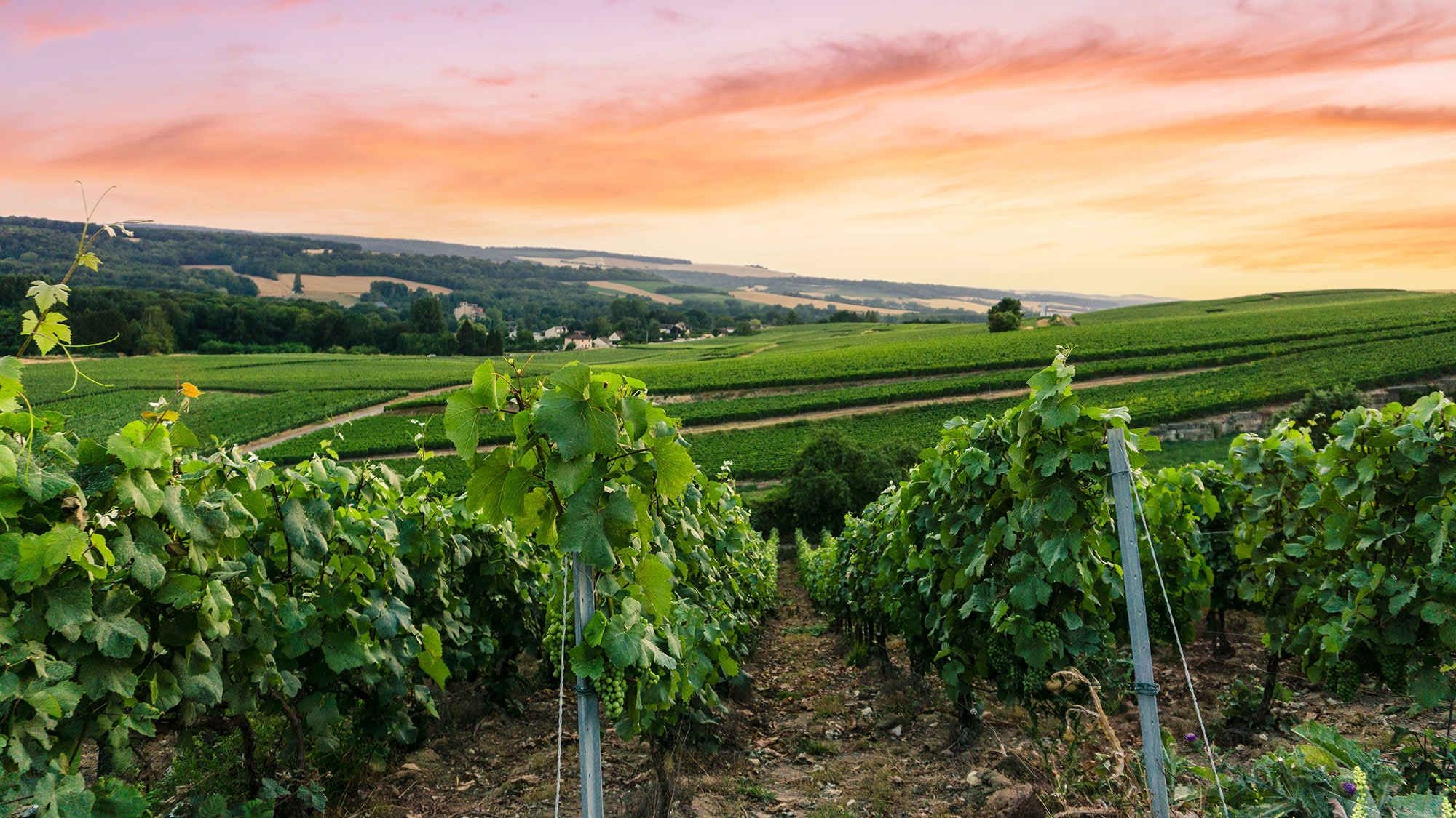 Paysage viticole pittoresque en Champagne