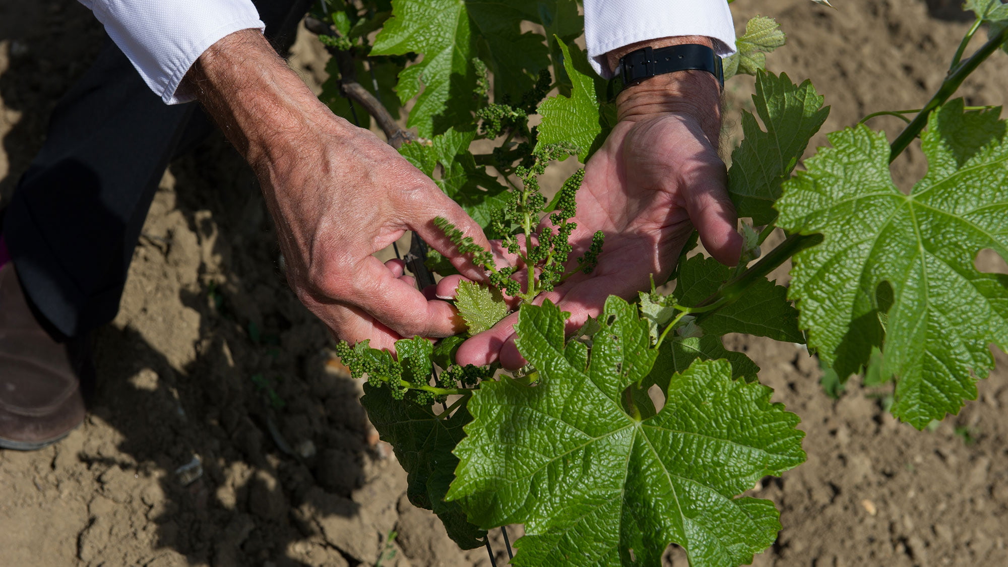 Le travail manuel prédomine dans le vignoble