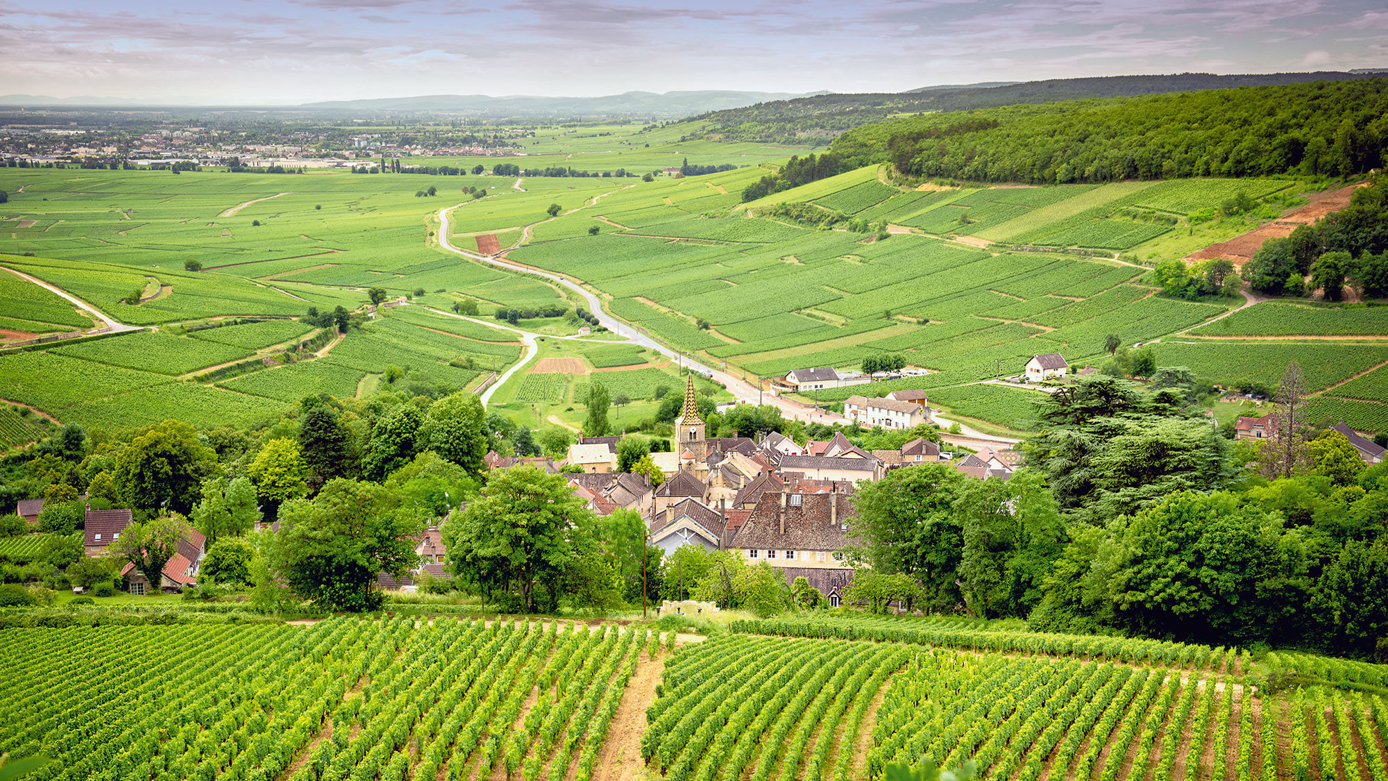 La viticulture dans la magnifique Bourgogne