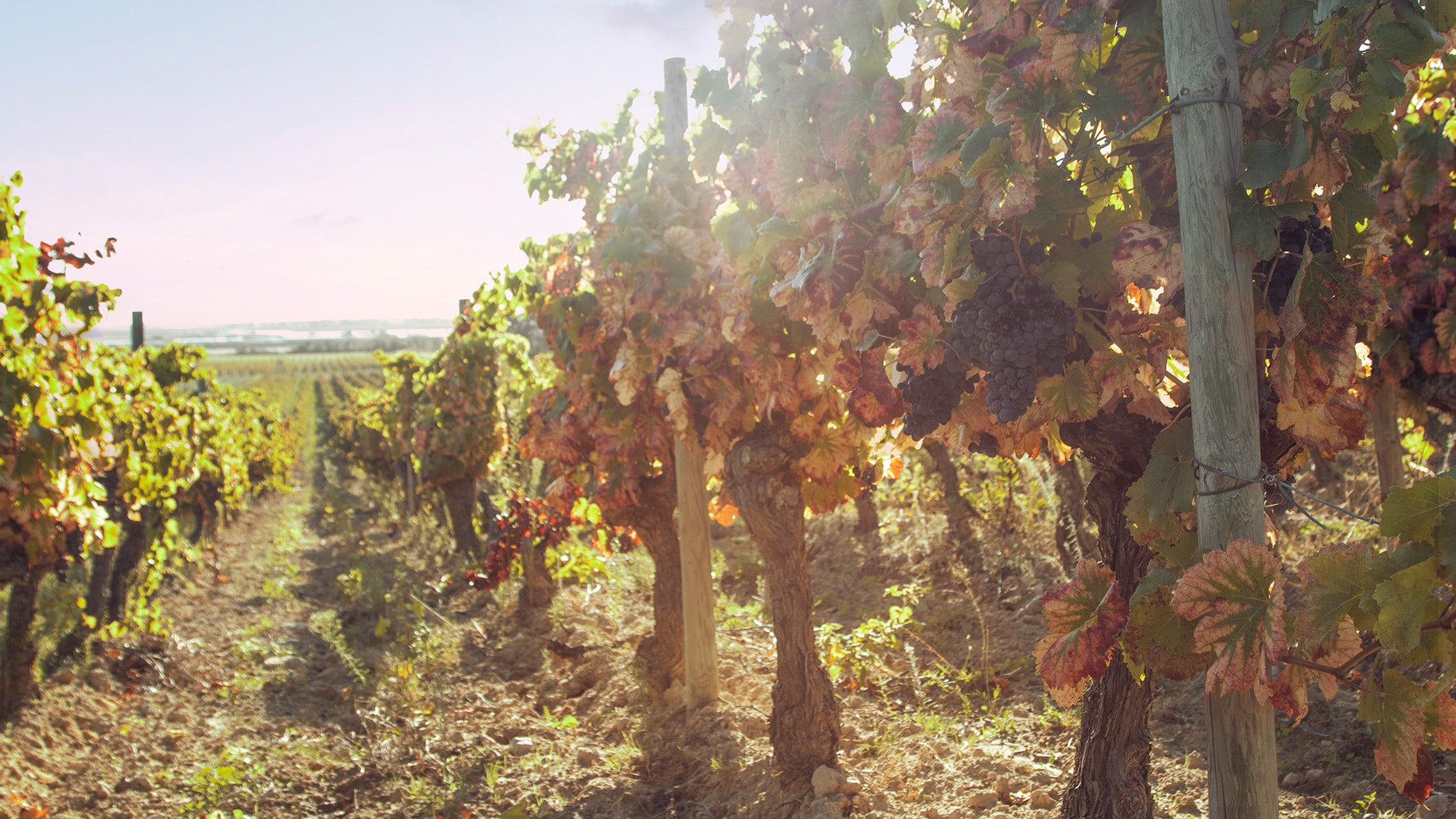 Le terroir dans chaque racine