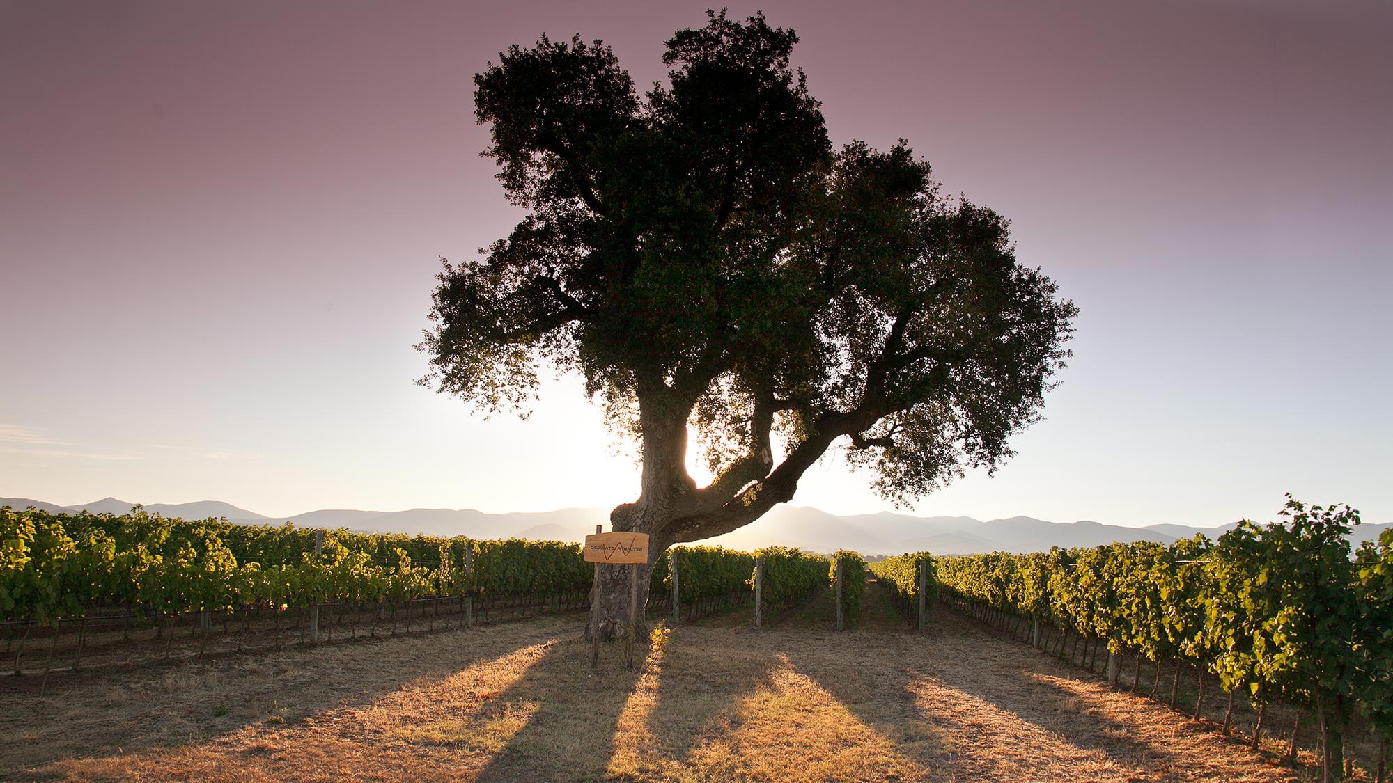 Cet arbre est l\'emblème du domaine viticole