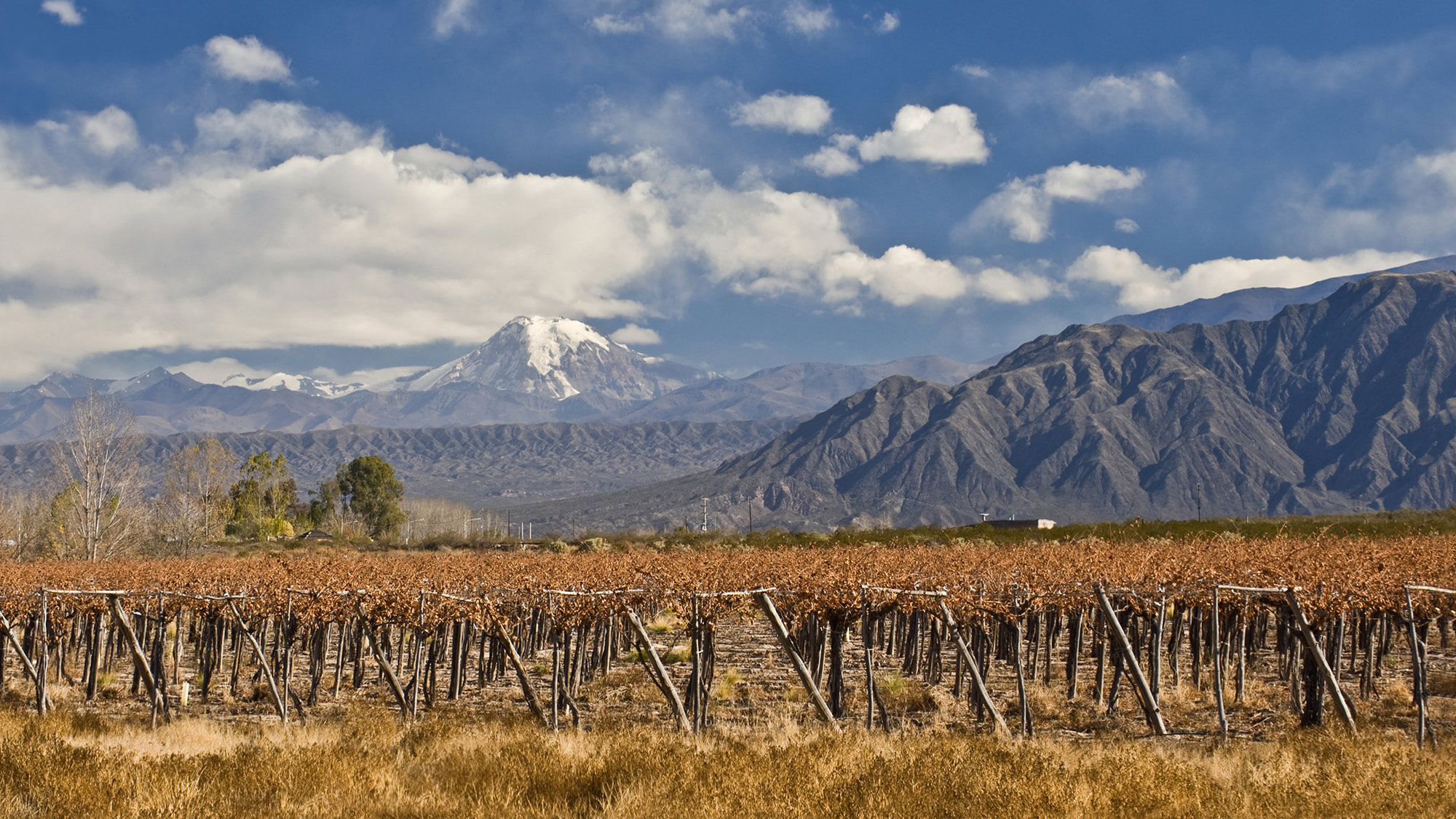 Les vins tirent profit de la chaleur et de la fraîcheur