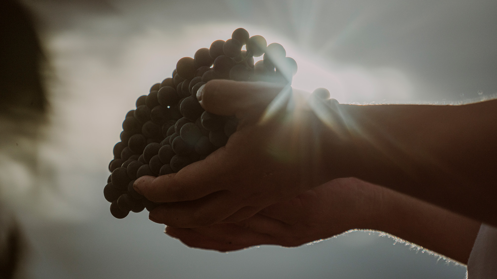 Le but ultime: obtenir les meilleurs raisins