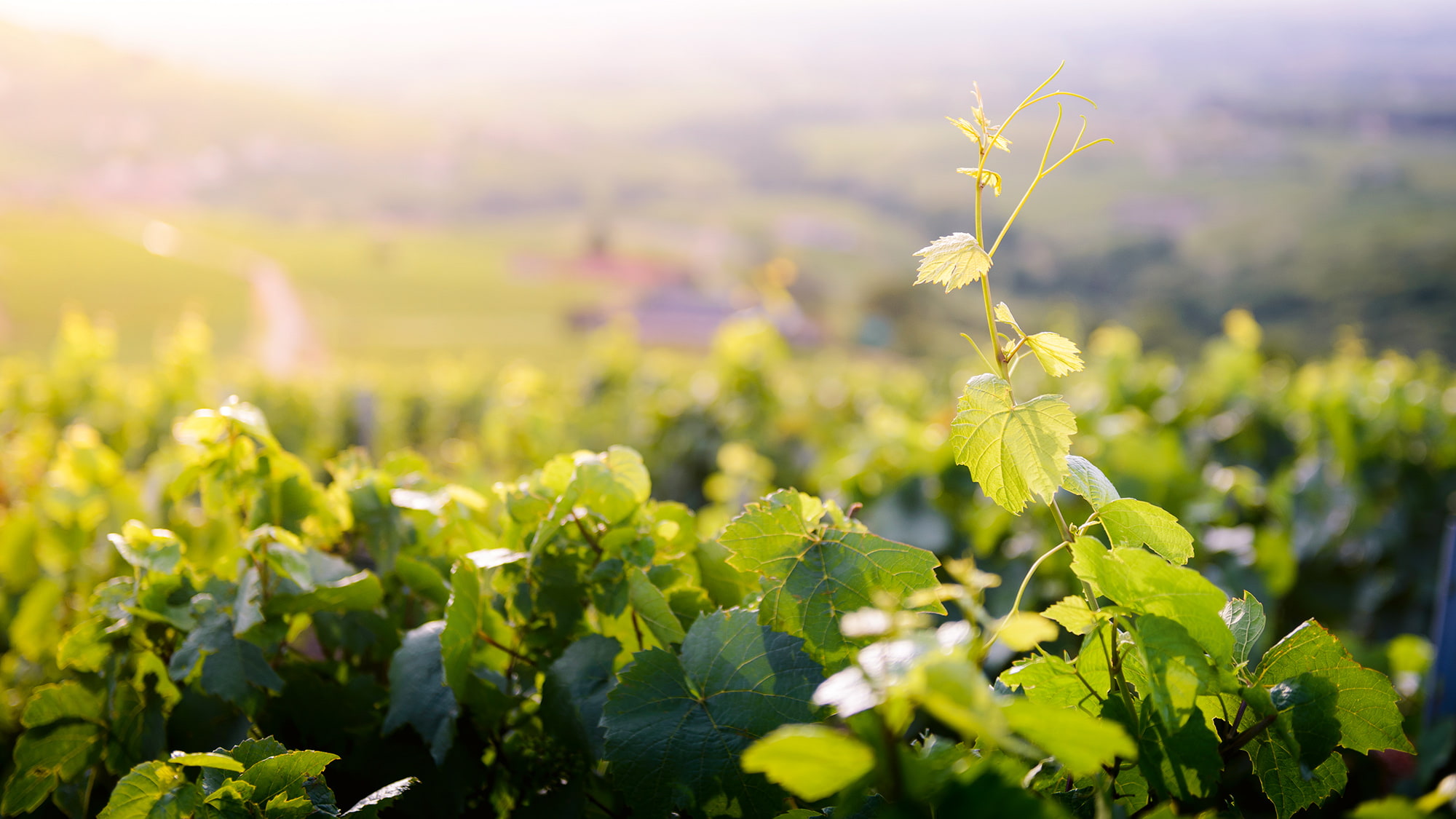 Die Blüte beginnt