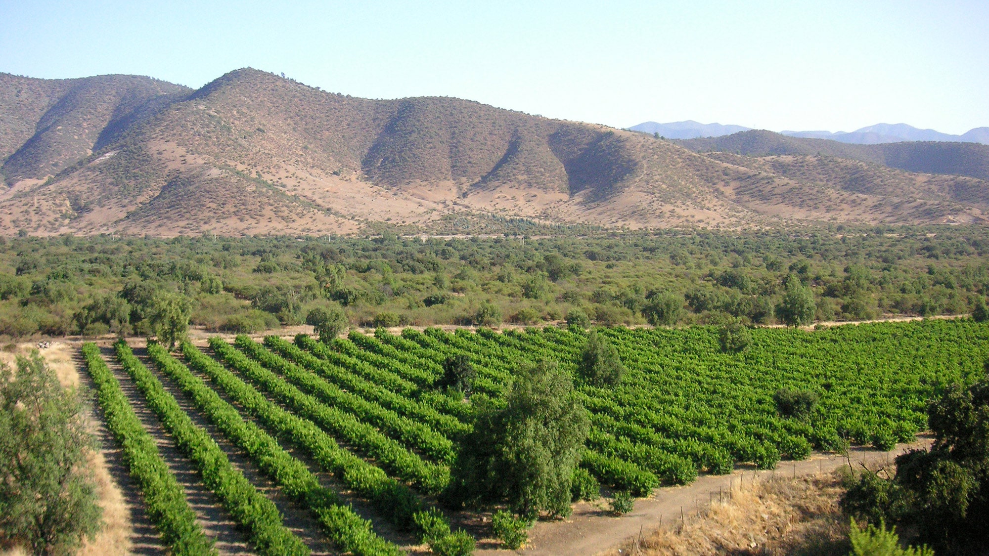 La viticulture entre les Andes et le Pacifique