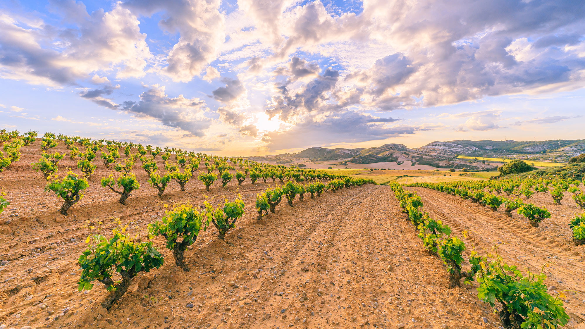 Lever du soleil sur la Ribera del Duero