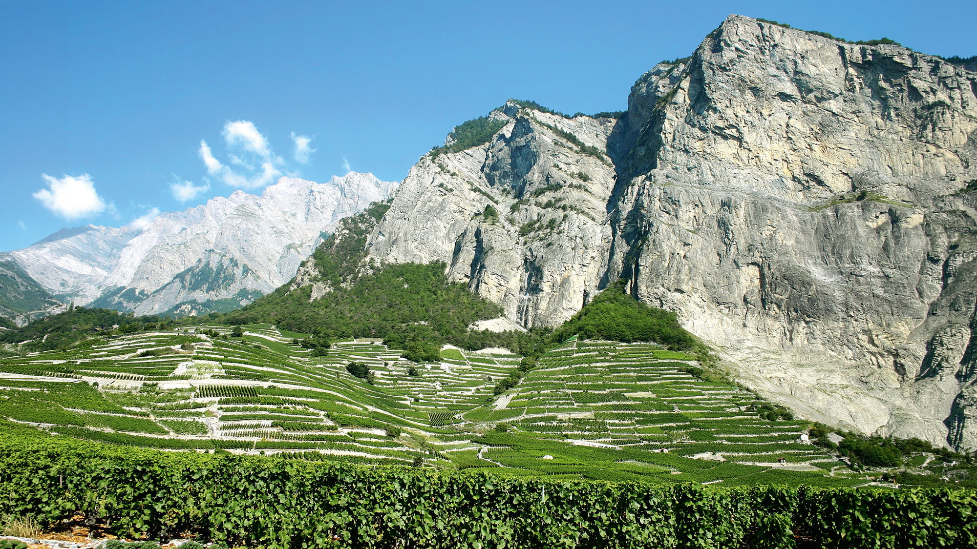 Vignes au pied du Chamoson