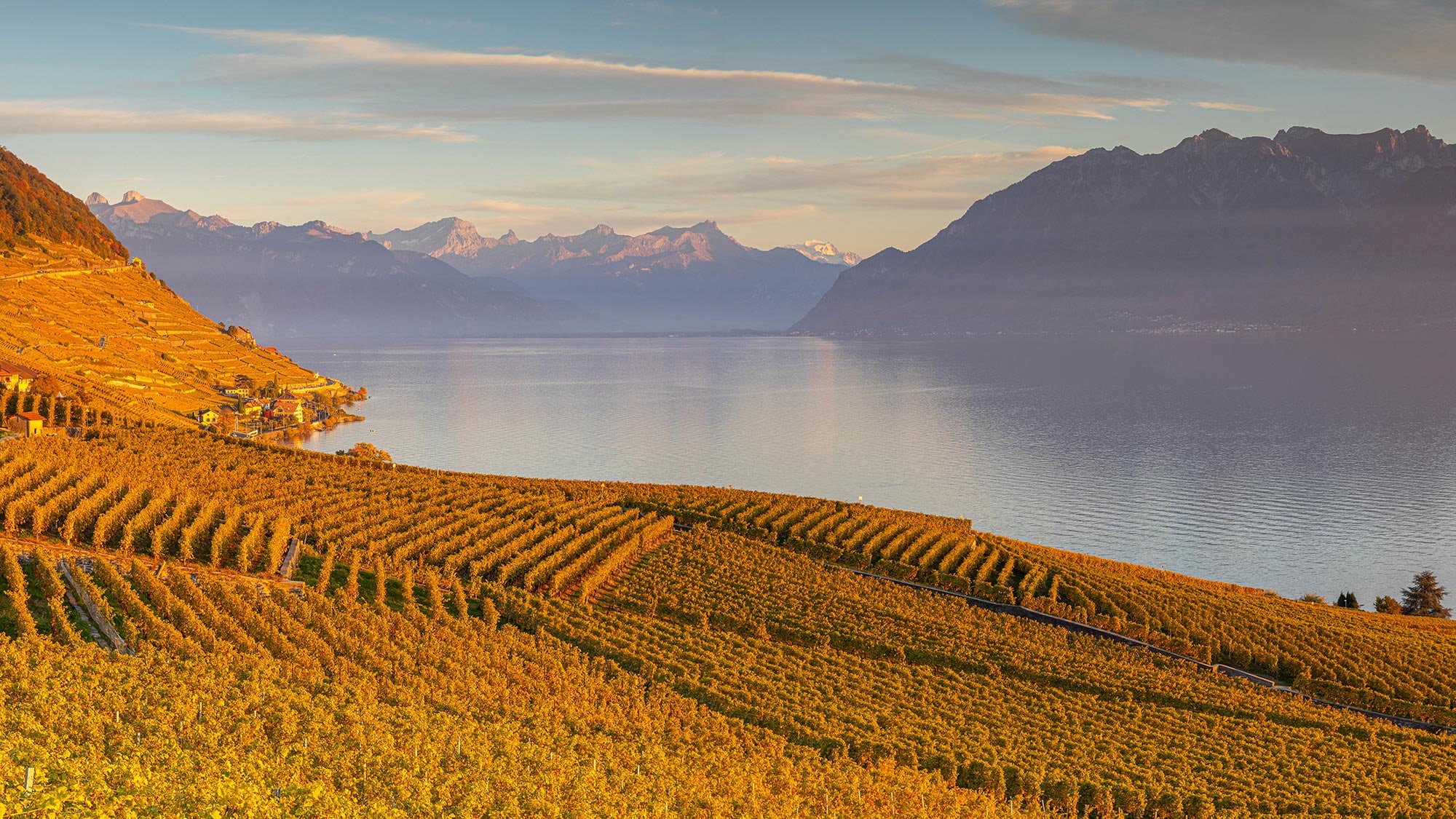 Rebberge im Lavaux