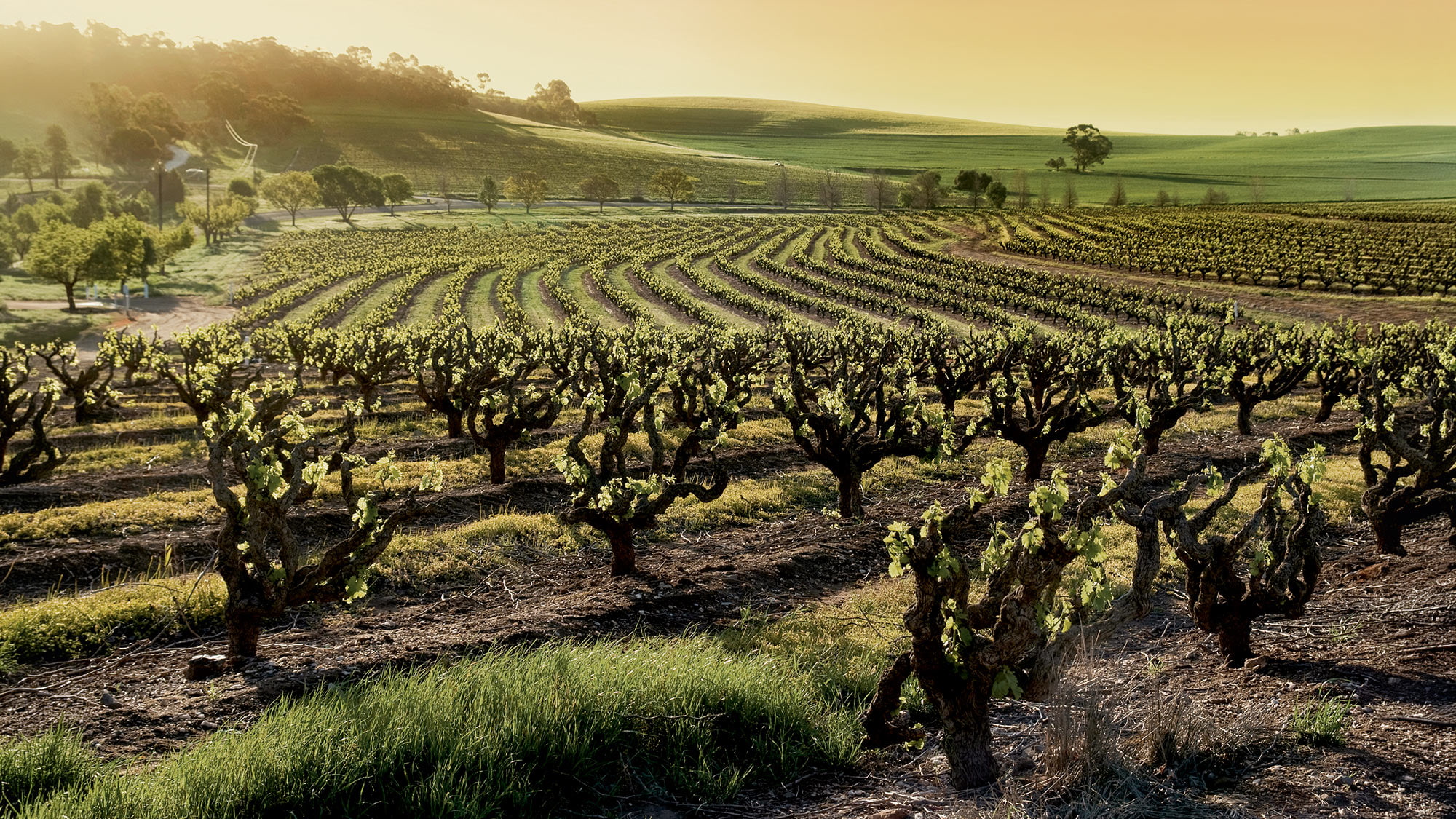 L\'Australie est réputée pour ses grands vins