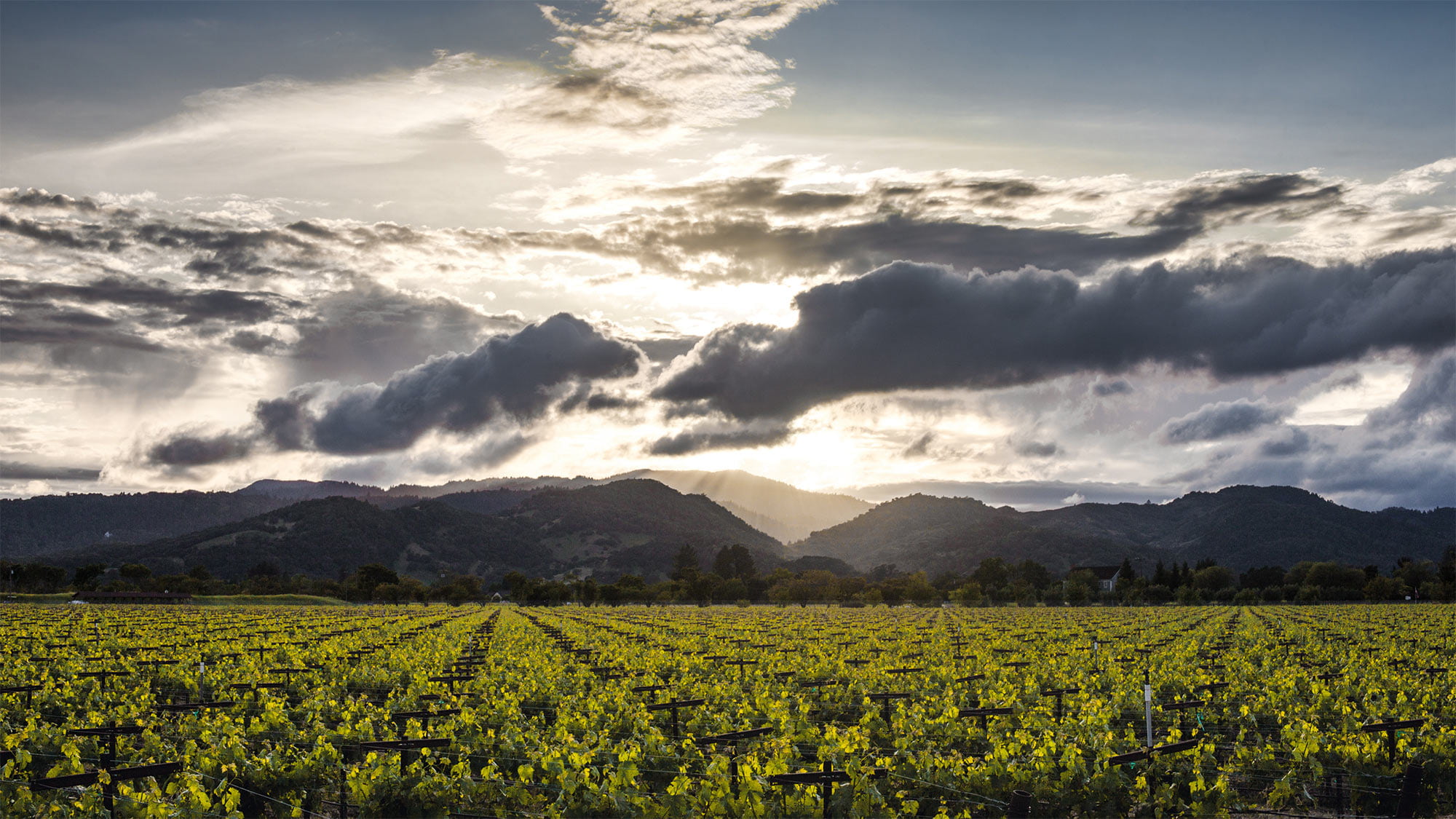 Les majestueux vignobles de la Napa Valley