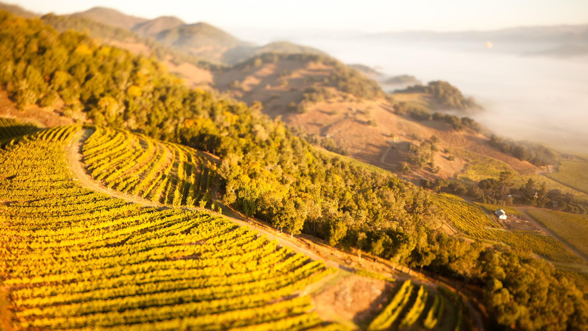 La force de la Californie dans la vigne